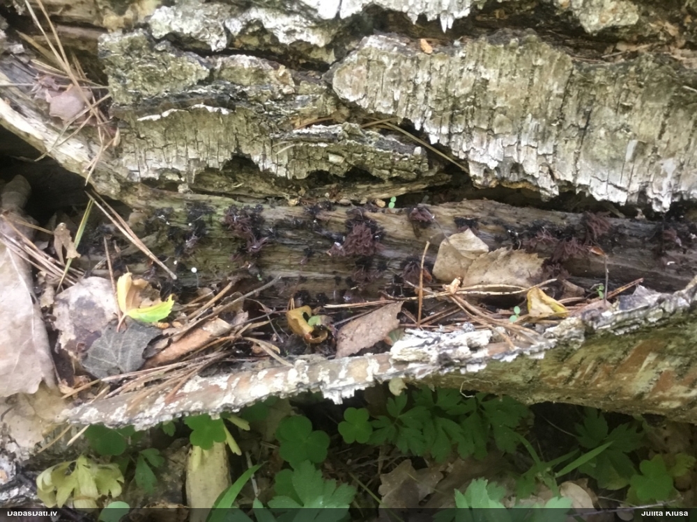 Pušķainā šokolādes gļotsēne