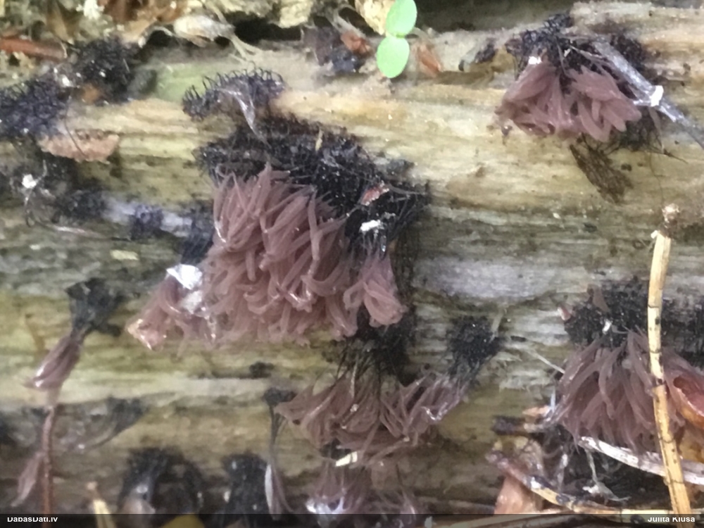 Pušķainā šokolādes gļotsēne