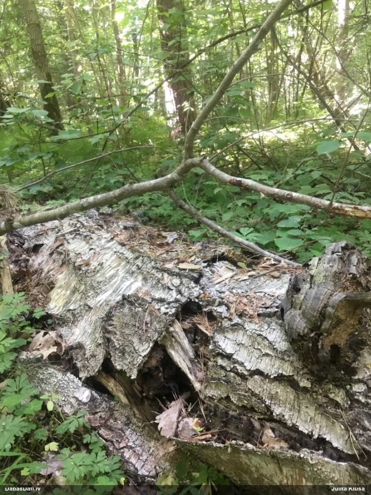 Pušķainā šokolādes gļotsēne