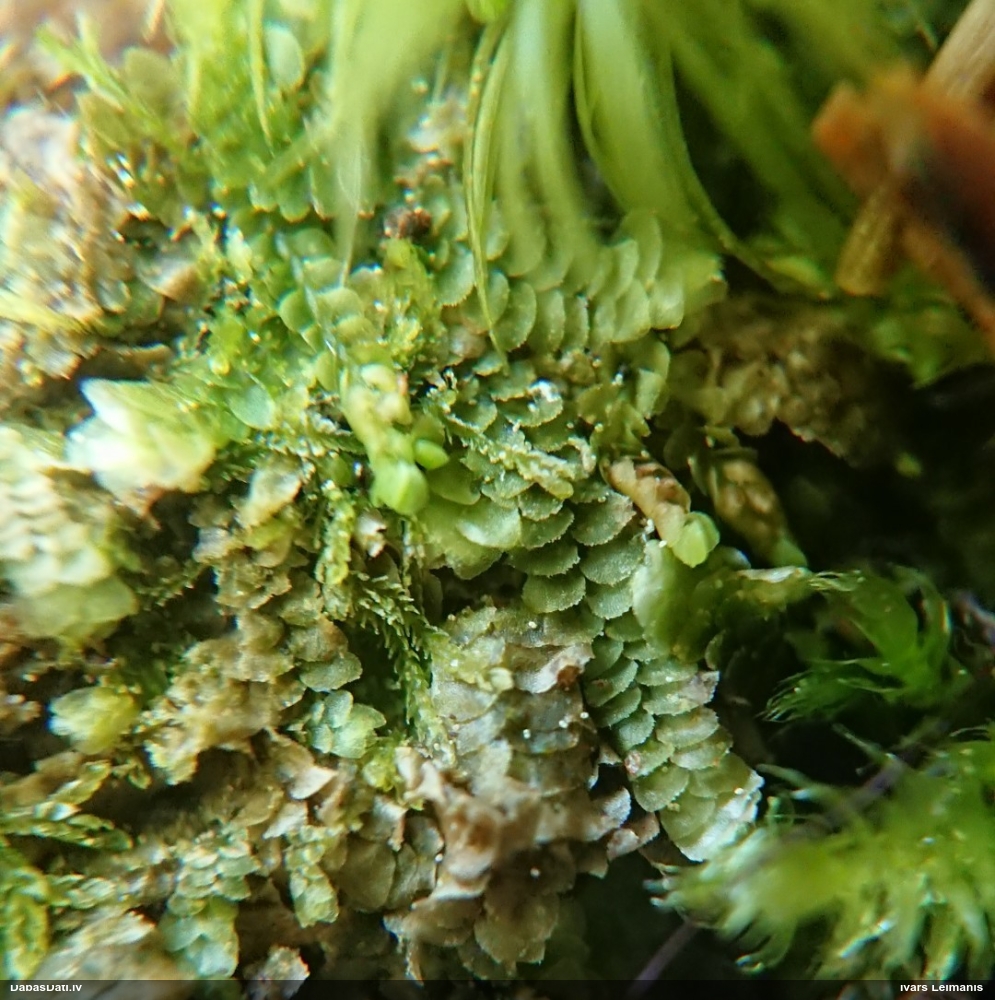 Somenīte (nenoteikta)