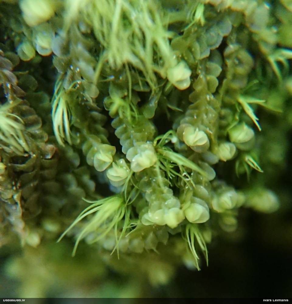 Rudens džeimsonīte