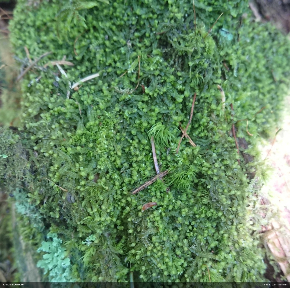 Rudens džeimsonīte