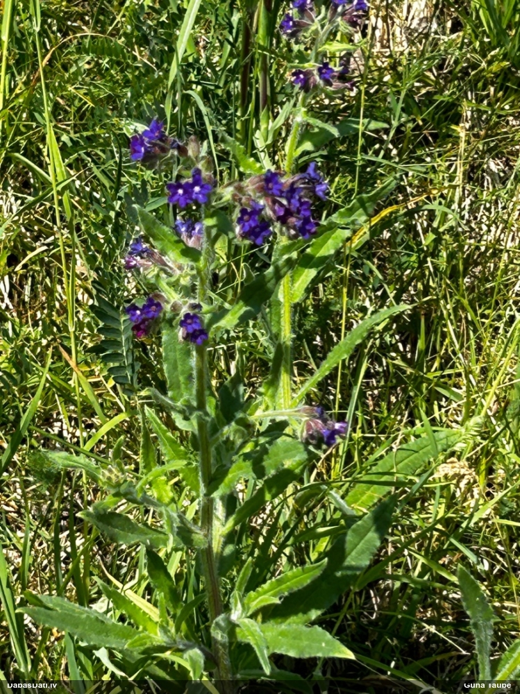 воловник лекарственный