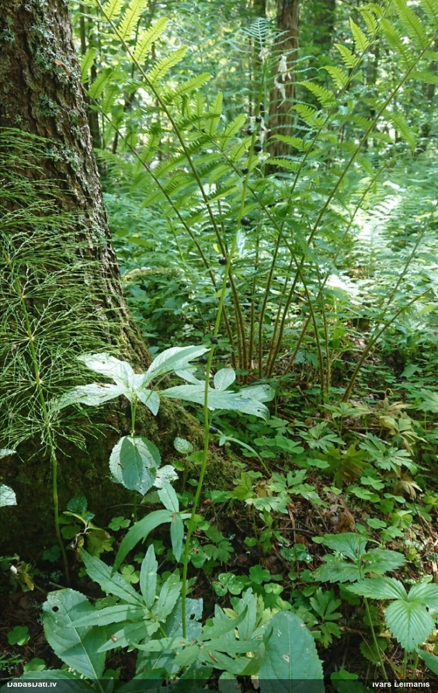 зубянка клубненосная