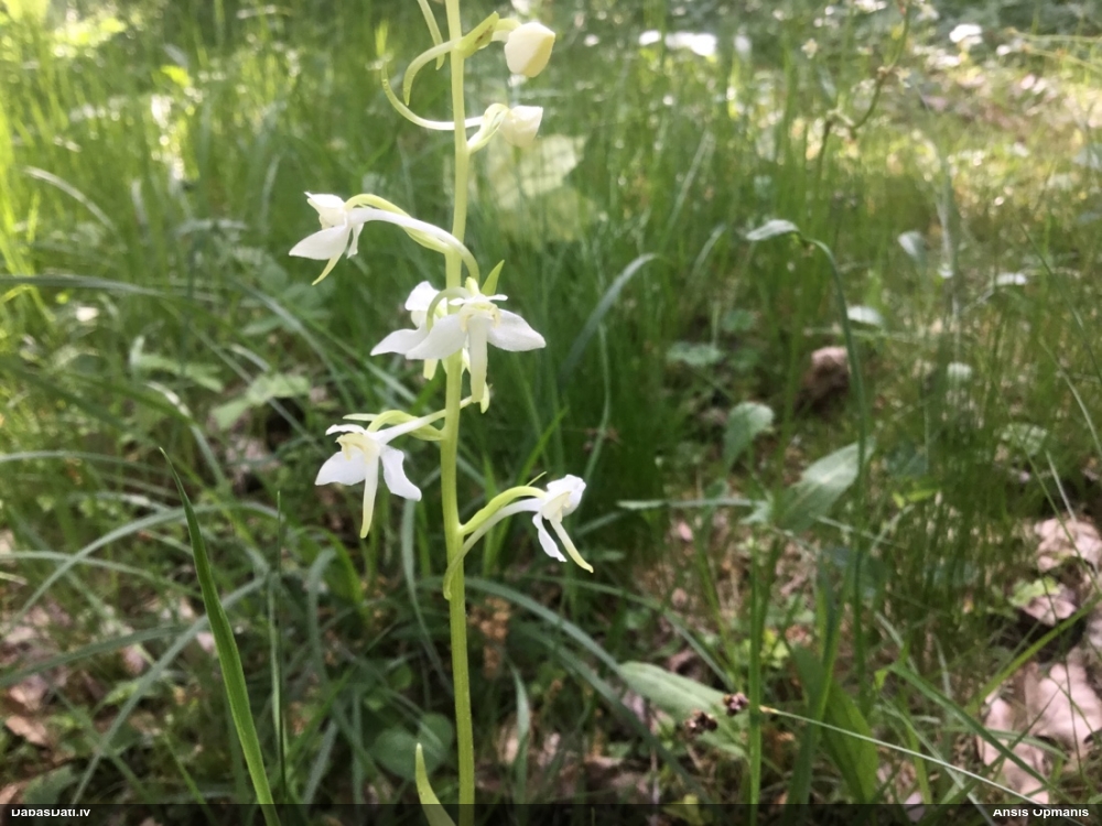 любка зеленоцветная