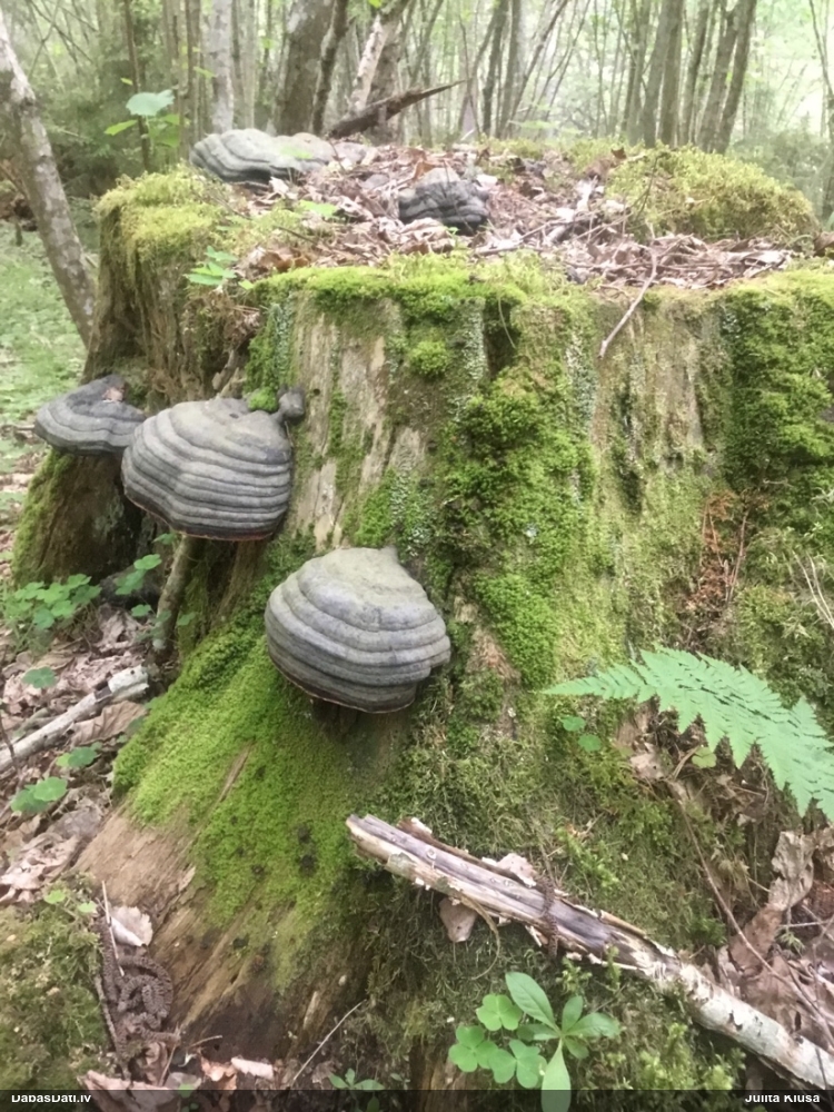 Vilkpienaine (nenoteikta)