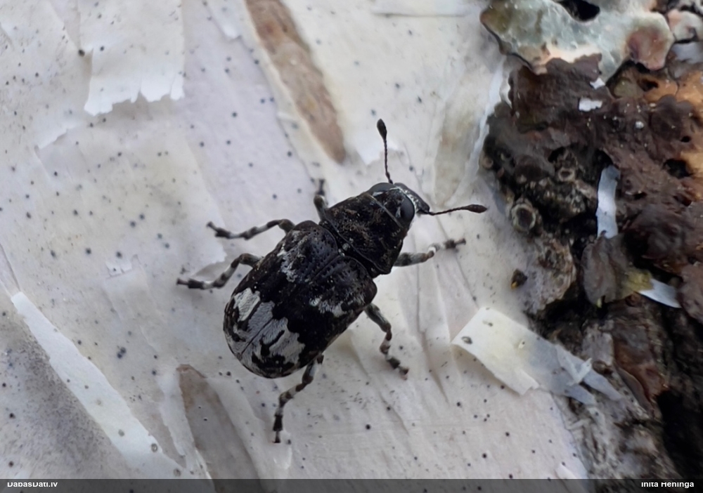 Platsmeceris Tropideres albirostris