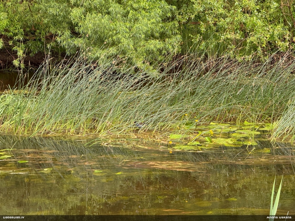 камышница