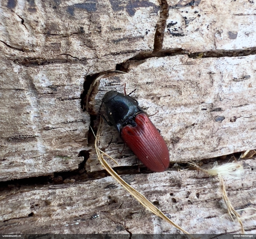 Sprakšķis Ampedus sp.