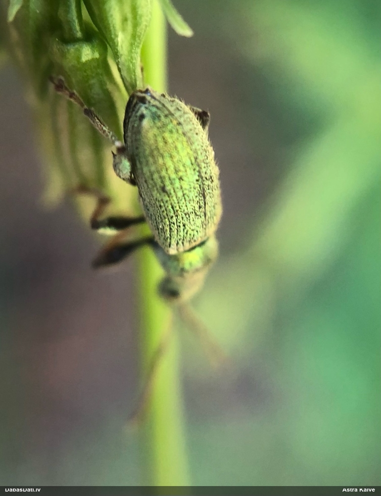 Smecernieks Phyllobius sp.