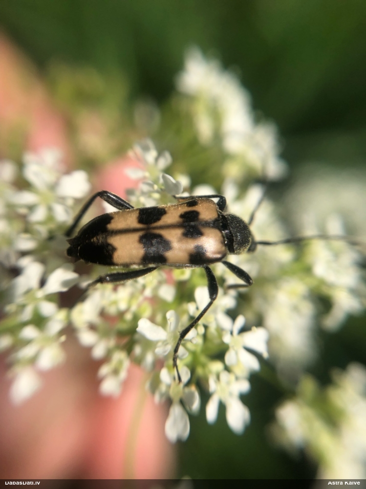 Koksngrauzis Judolia sexmaculata