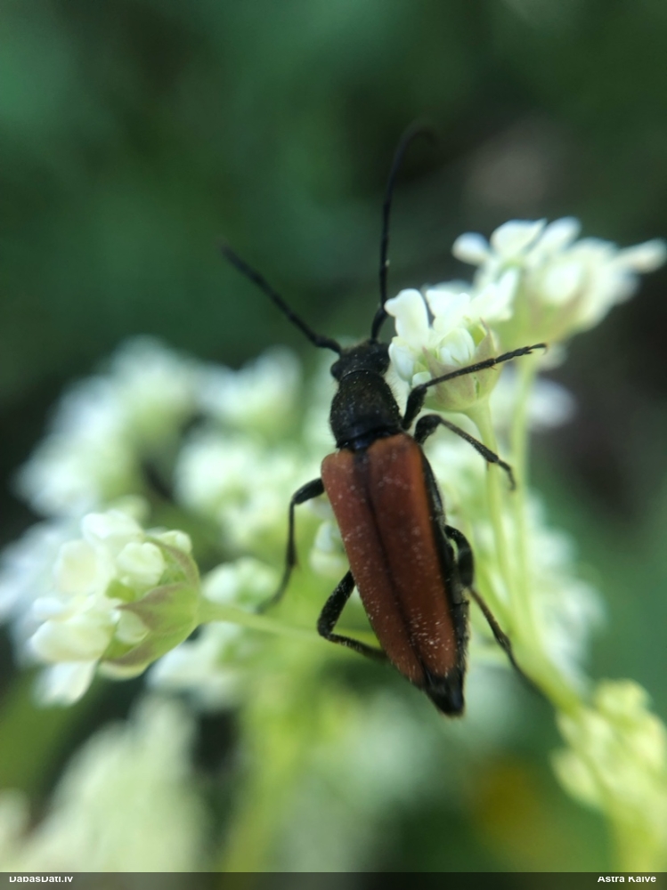 Koksngrauzis Anastrangalia reyi