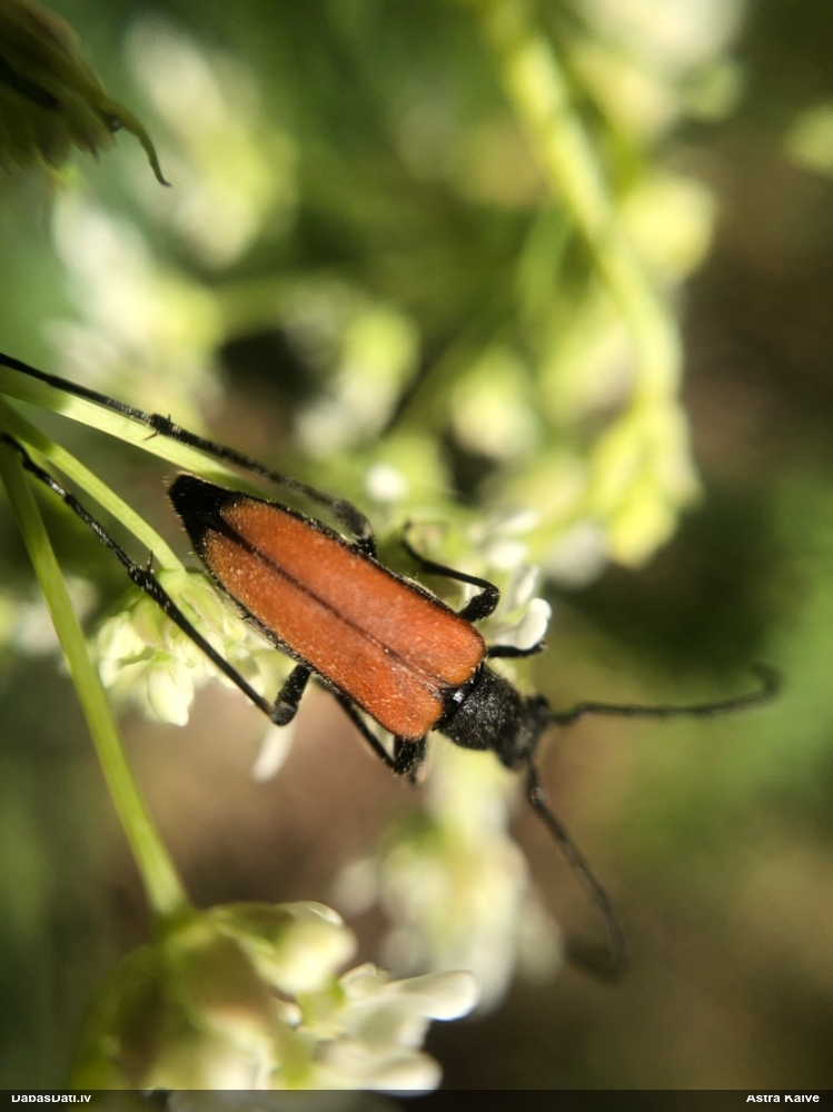 Koksngrauzis Anastrangalia reyi