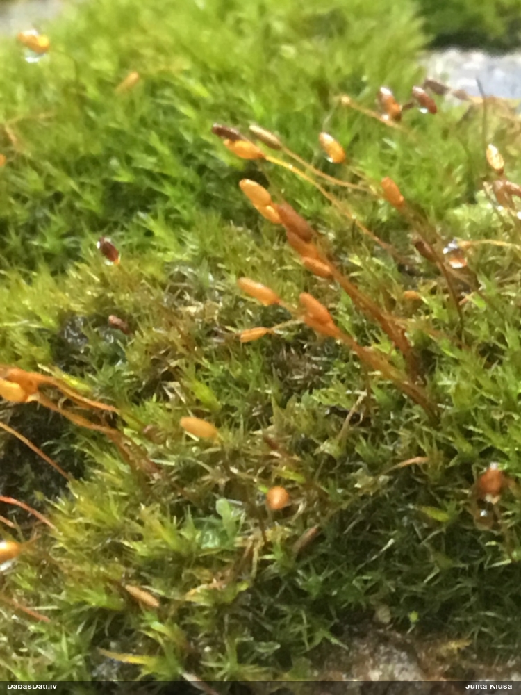 Cietā pabārbula