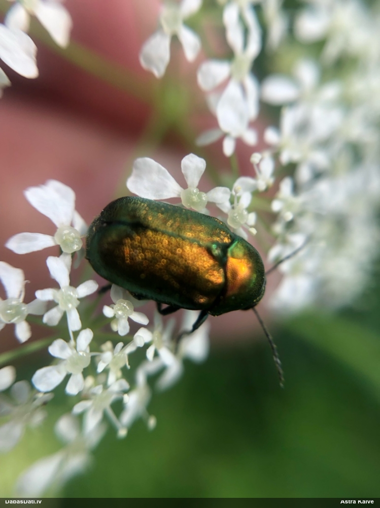 Lapgrauzis Cryptocephalus sp.