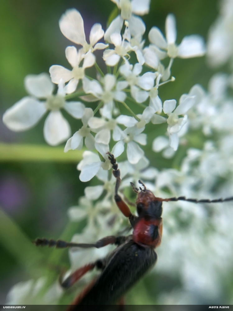 Mīkstspārnis Cantharis rustica