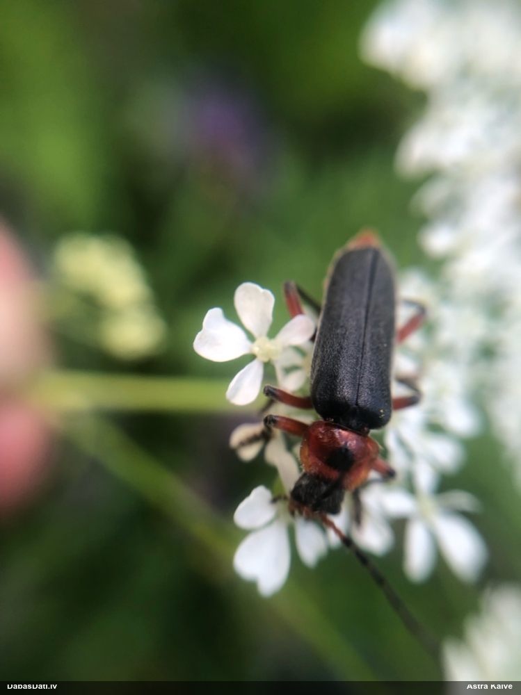 Mīkstspārnis Cantharis rustica