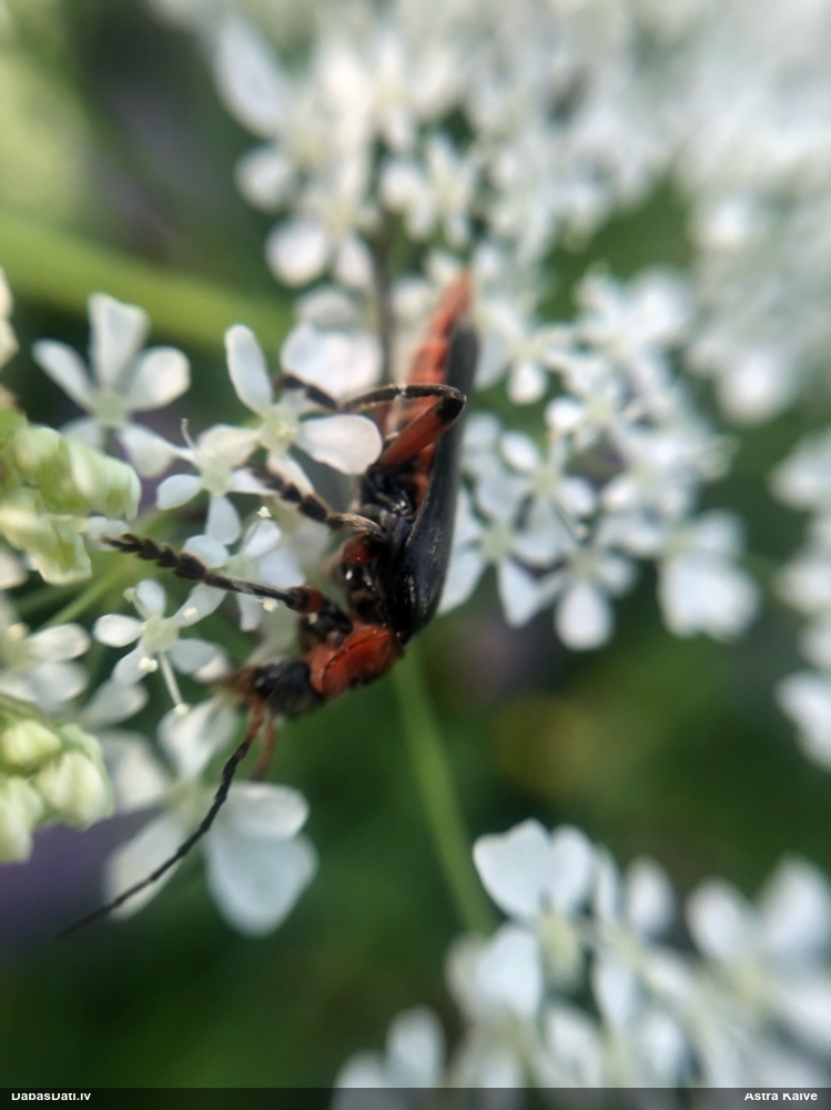 Mīkstspārnis Cantharis rustica