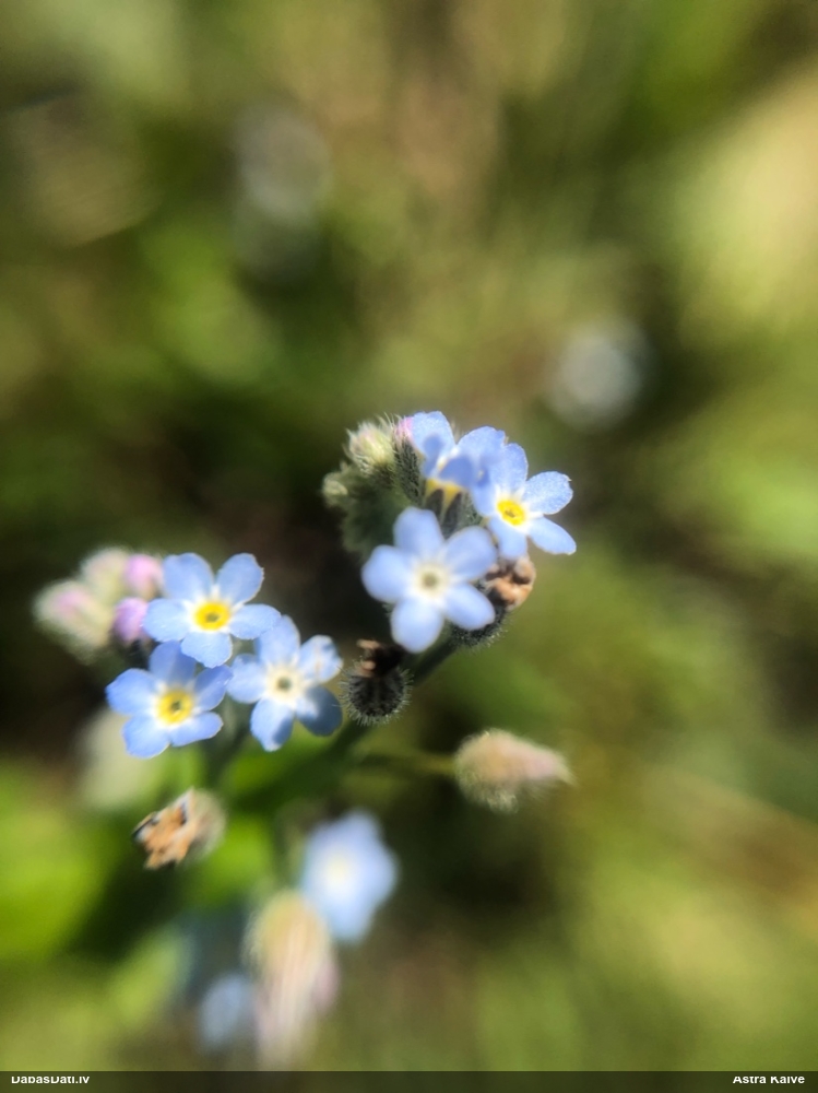 Tīruma neaizmirstule