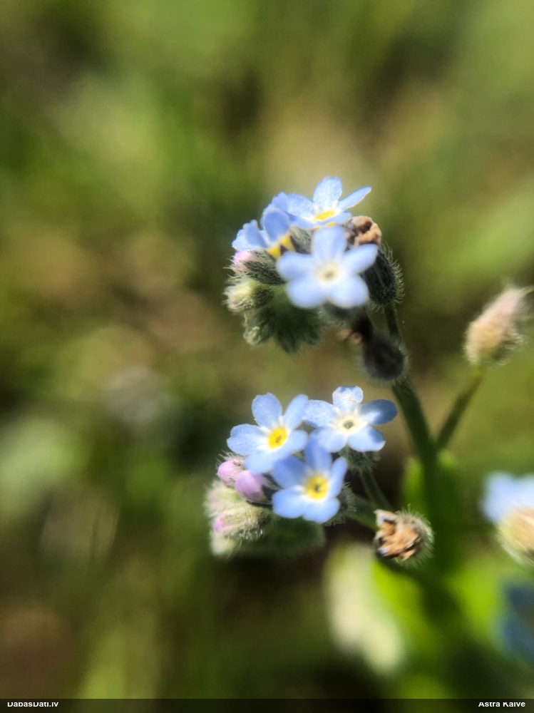 field Forget-me-not
