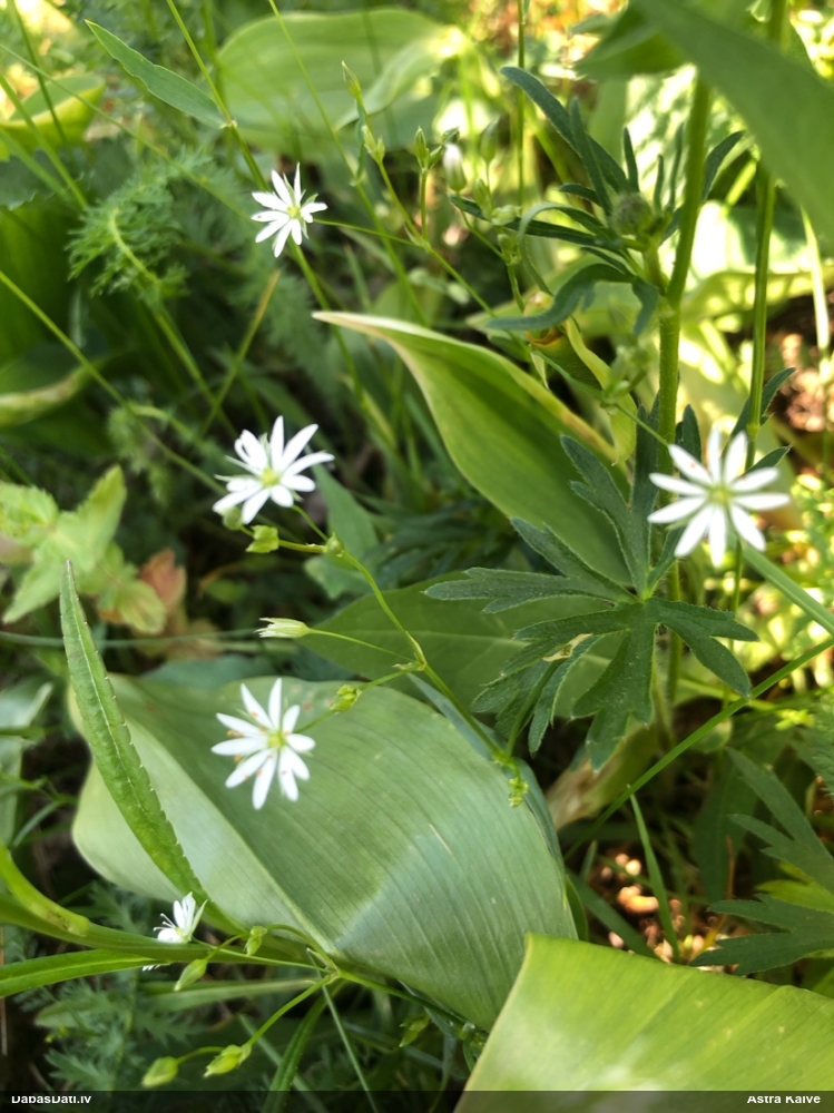 lesser Stitchwort