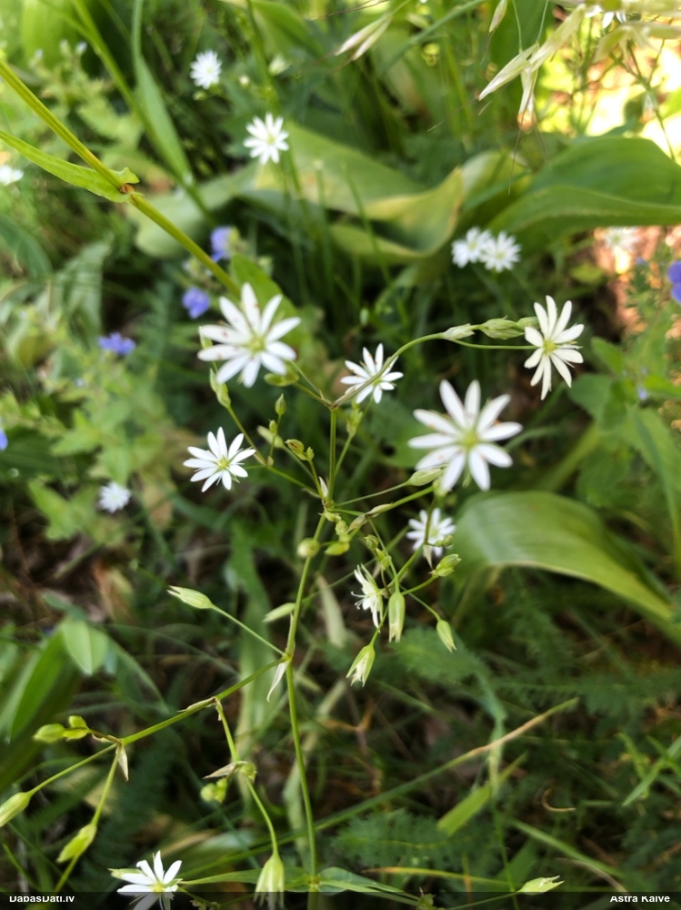 lesser Stitchwort