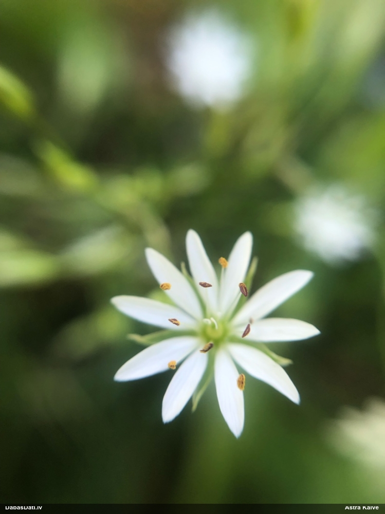 lesser Stitchwort