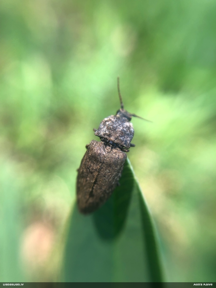 Sprakšķis Agrypnus murinus