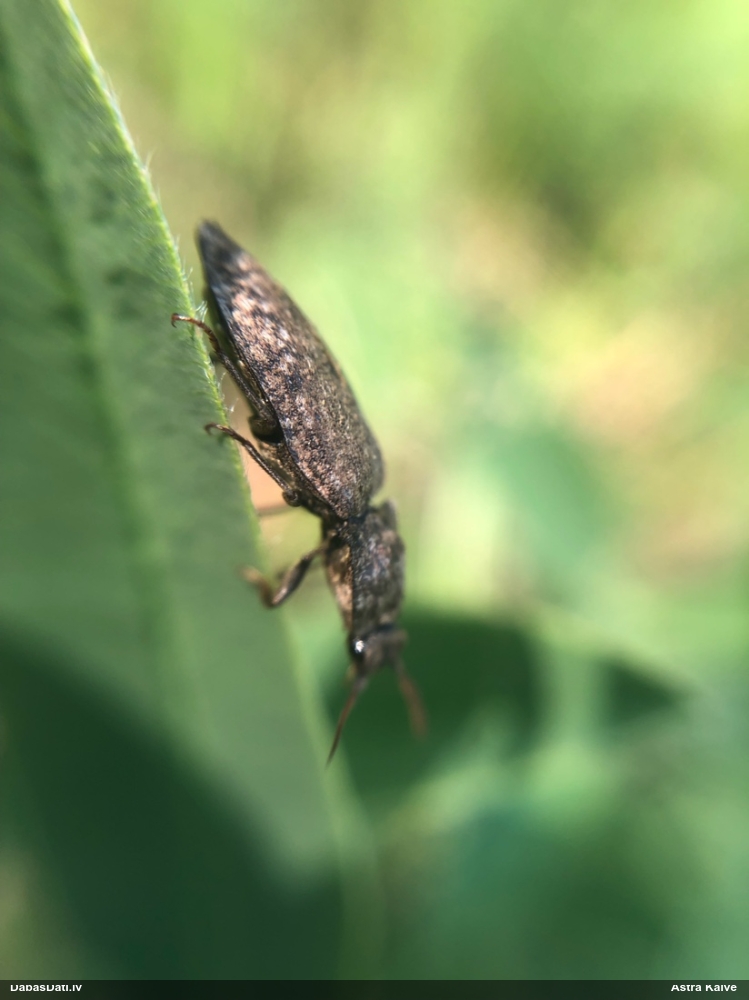 Sprakšķis Agrypnus murinus