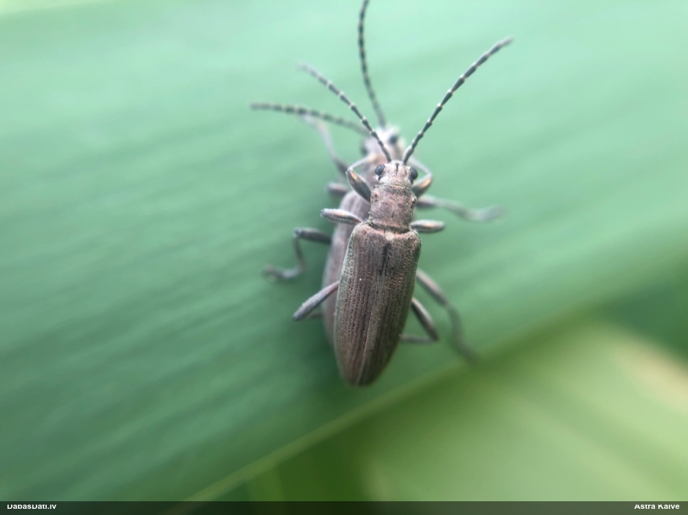 Lapgrauzis Donacia sp.