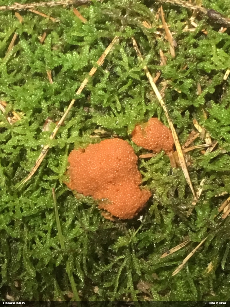 Oranžā aveņgļotsēne