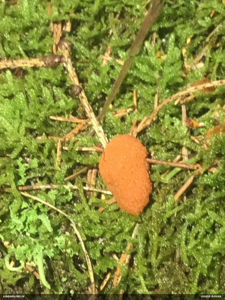 Oranžā aveņgļotsēne
