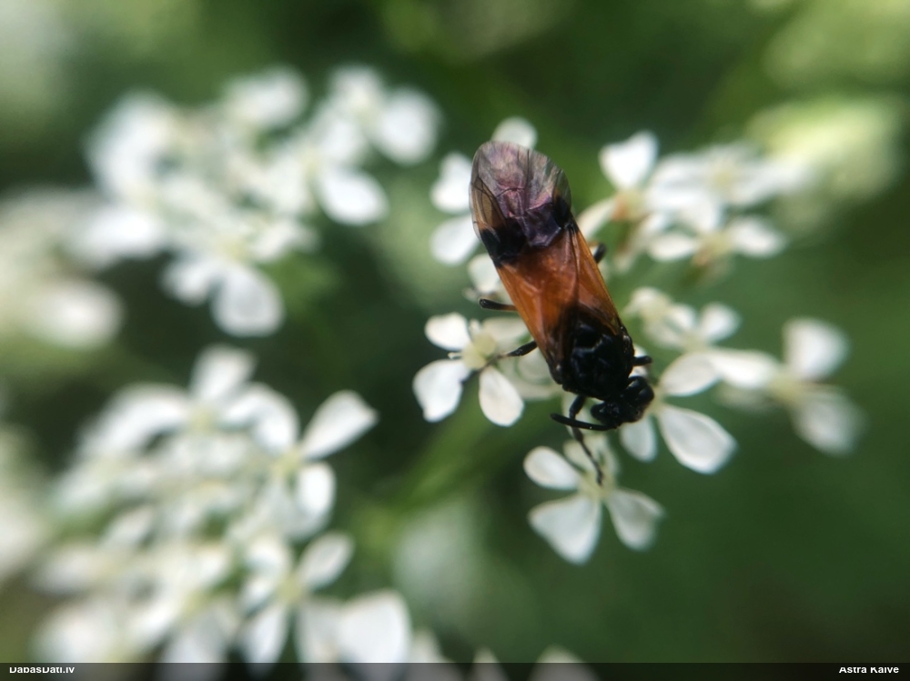 Koklapsene Arge ustulata