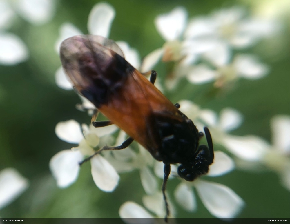 Koklapsene Arge ustulata