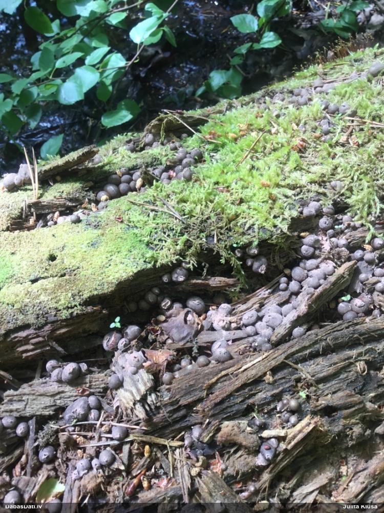 Vilkpienaine (nenoteikta)