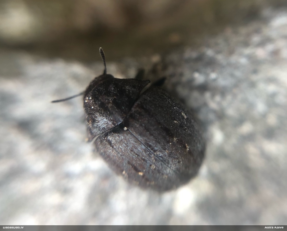 Apaļvabole Byrrhus sp.