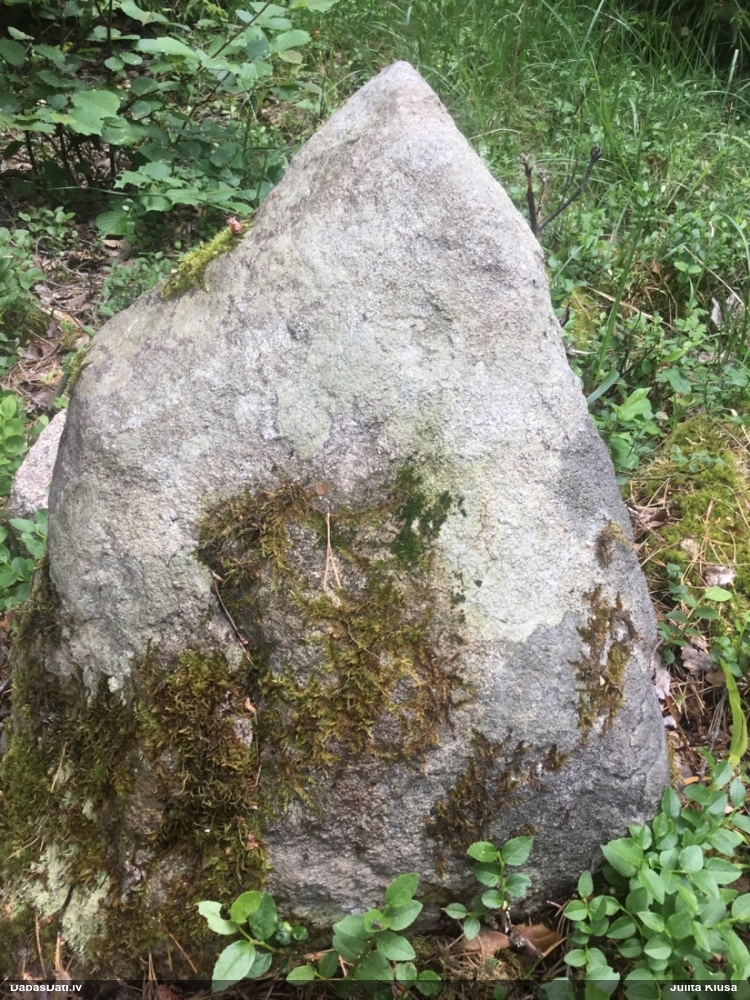 Dažādšūnu buklandija