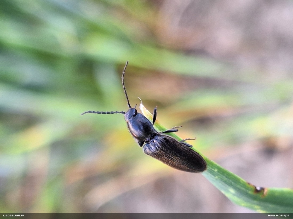 Sprakšķis Hemicrepidius sp.