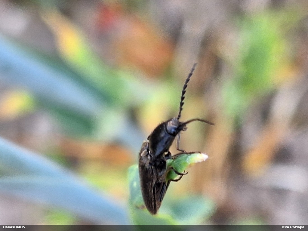 Sprakšķis Hemicrepidius sp.