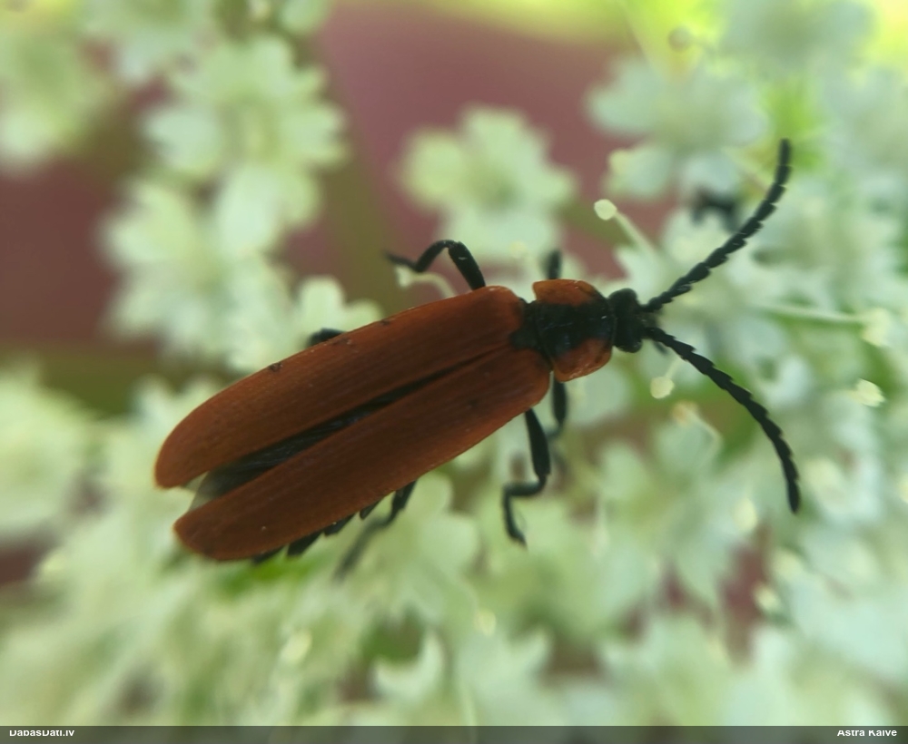 Sarkanspārnis Lygistopterus sanguineus