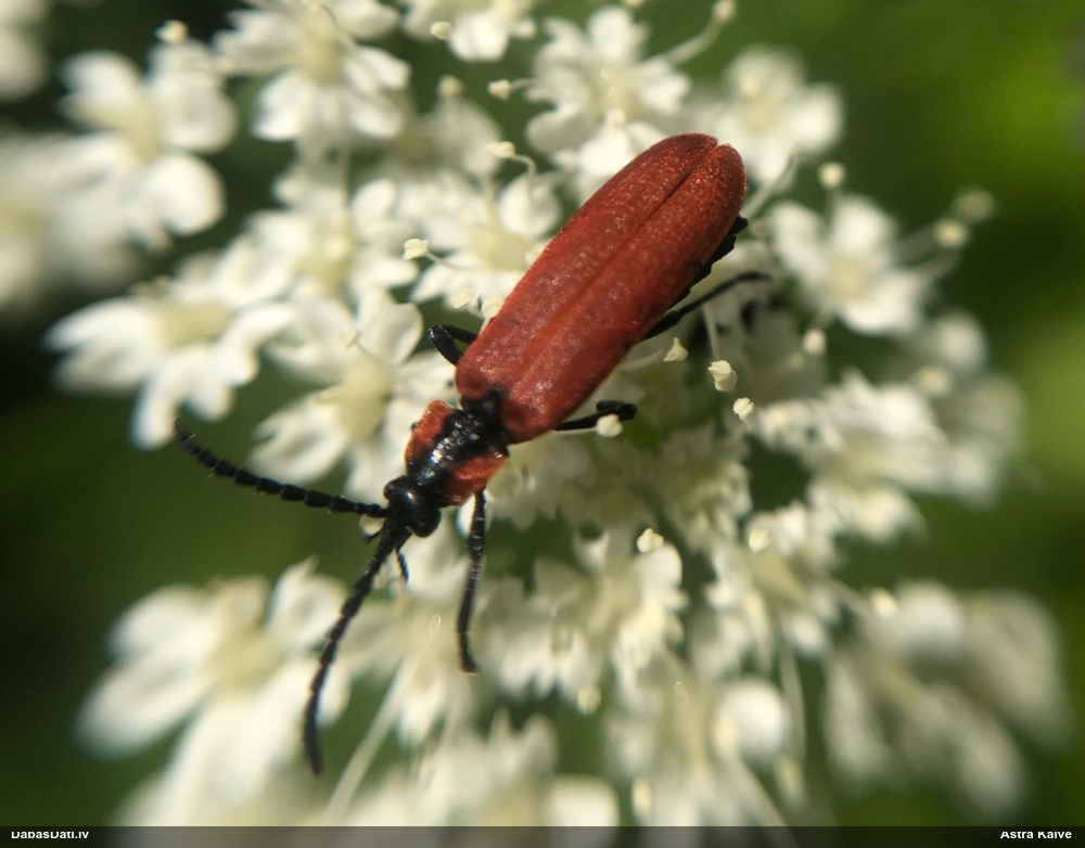 Sarkanspārnis Lygistopterus sanguineus