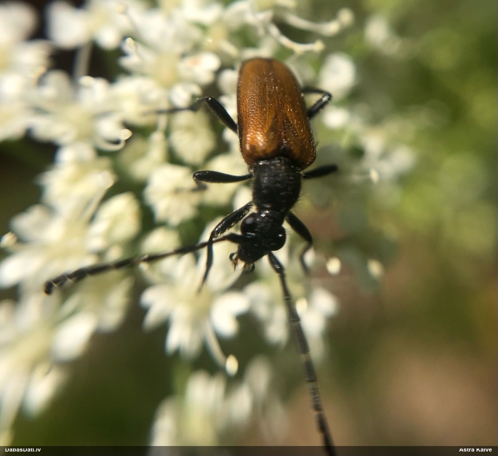 Koksngrauzis Stictoleptura maculicornis