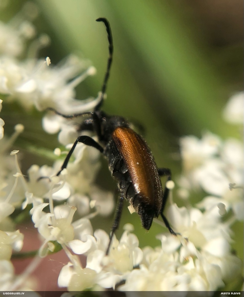 Koksngrauzis Stictoleptura maculicornis