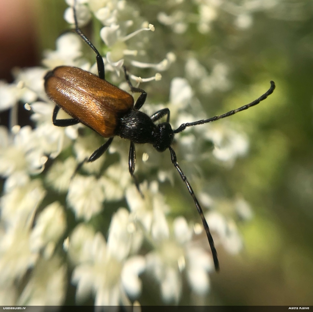 Koksngrauzis Stictoleptura maculicornis