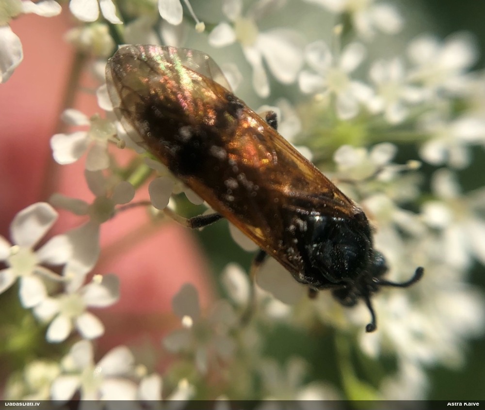 Koklapsene Arge ustulata