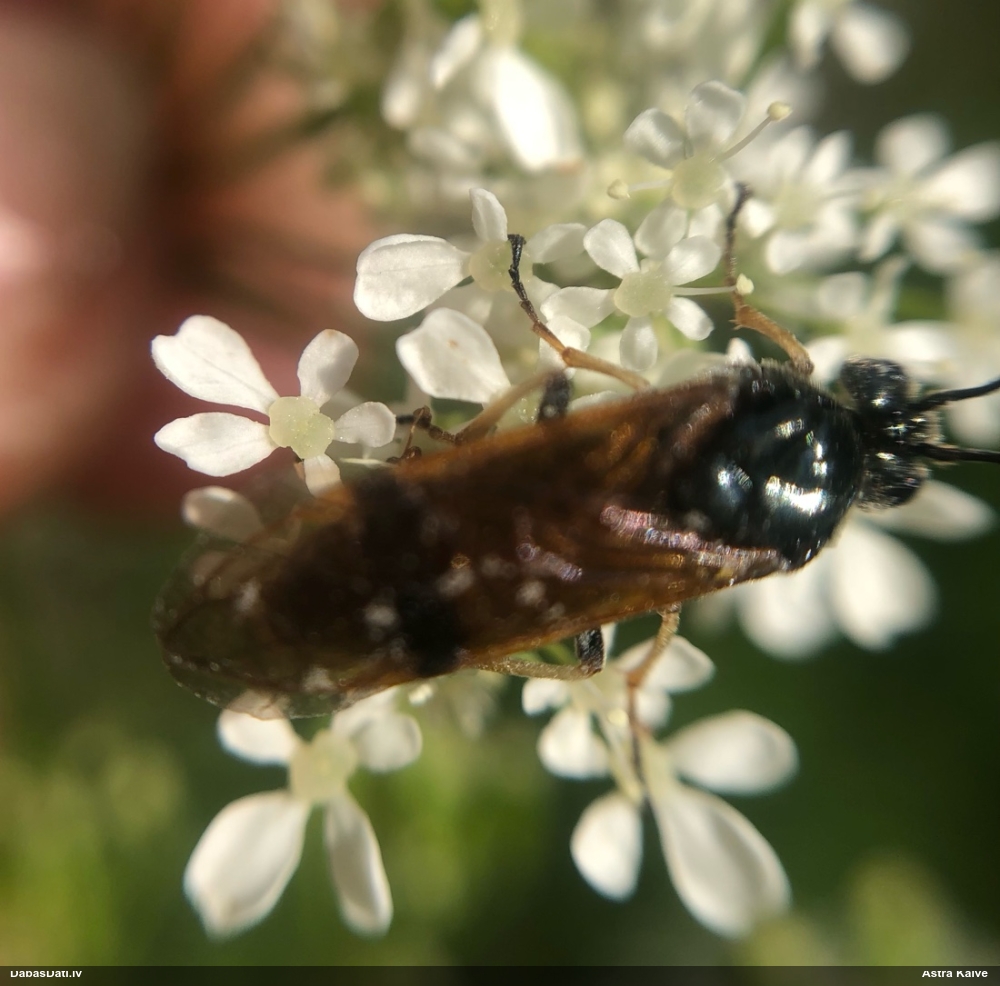 Koklapsene Arge ustulata