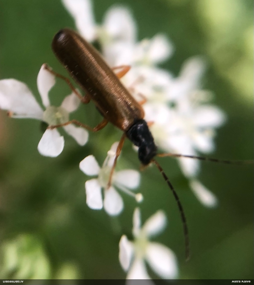 Mīkstspārnis Rhagonycha lignosa