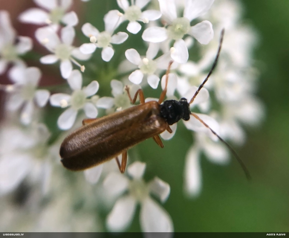 Mīkstspārnis Rhagonycha lignosa