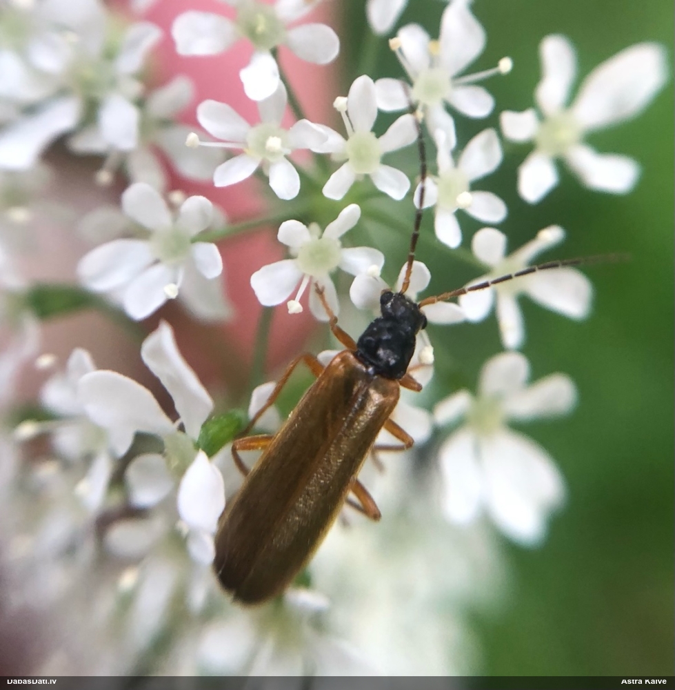 Mīkstspārnis Rhagonycha lignosa
