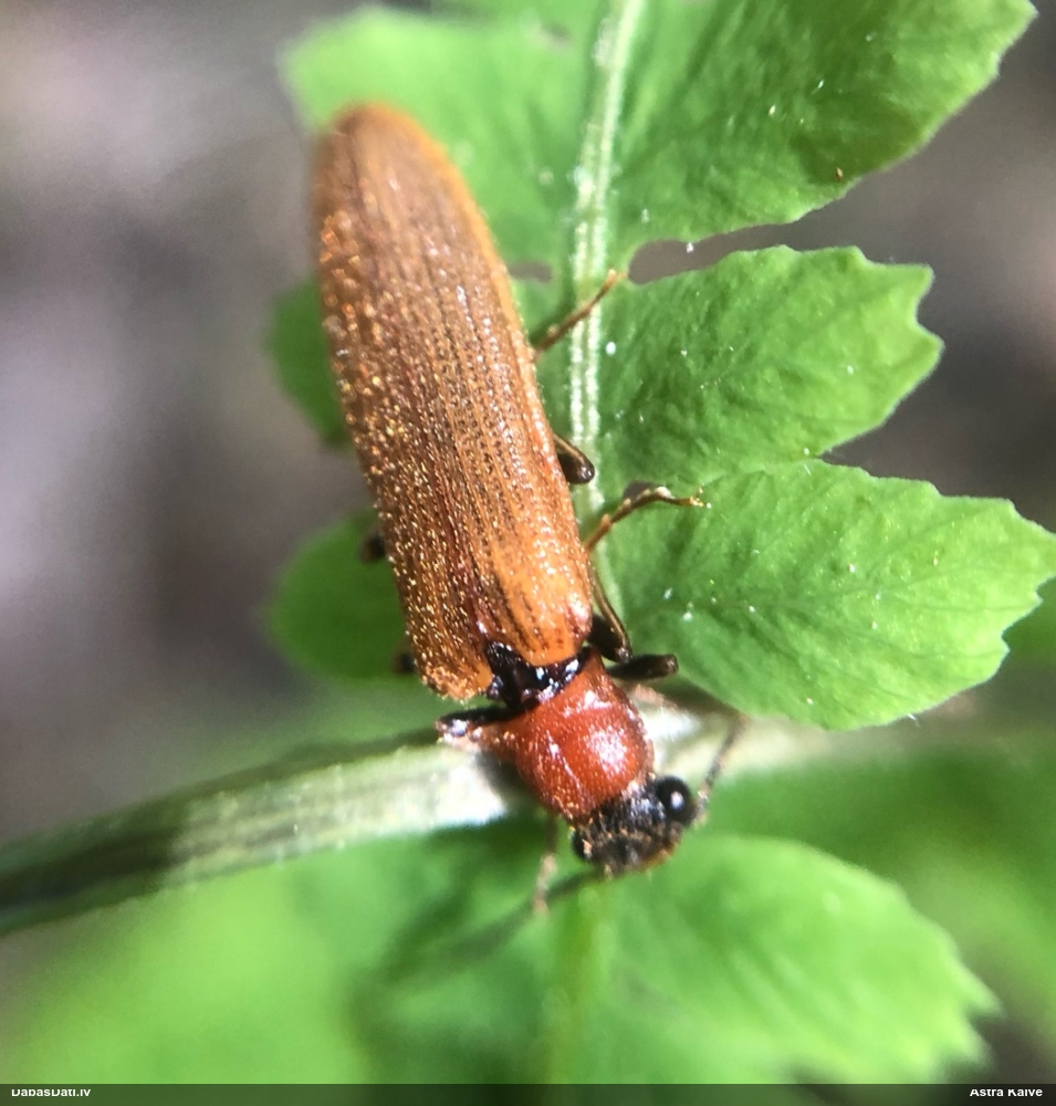Sprakšķis Denticollis linearis